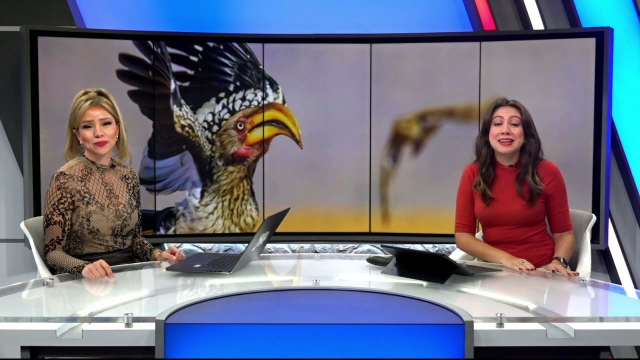 Nikon Awards Comedy Wildlife Pictures with Iris Garcia Barron KVIA ABC-7
