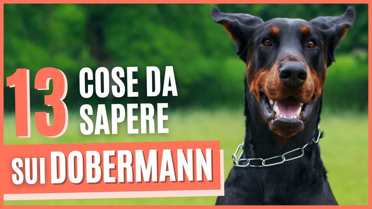 Dobermann cane | 13 Cose che devi sapere sui DOBERMANN | Origini, carattere e Addestramento
