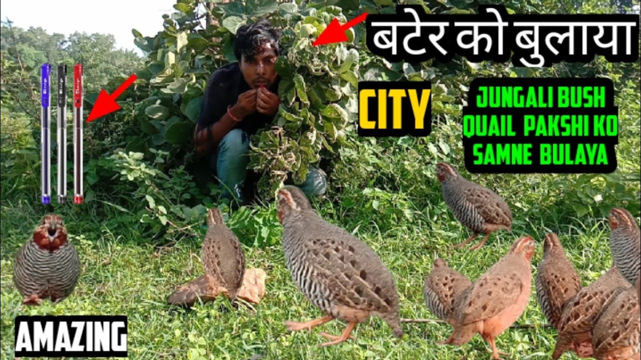 जंगली बटर को अपने पास बुलाया पेन के ढक्कन से | Called Jungle quail  to you with the lid of the pen