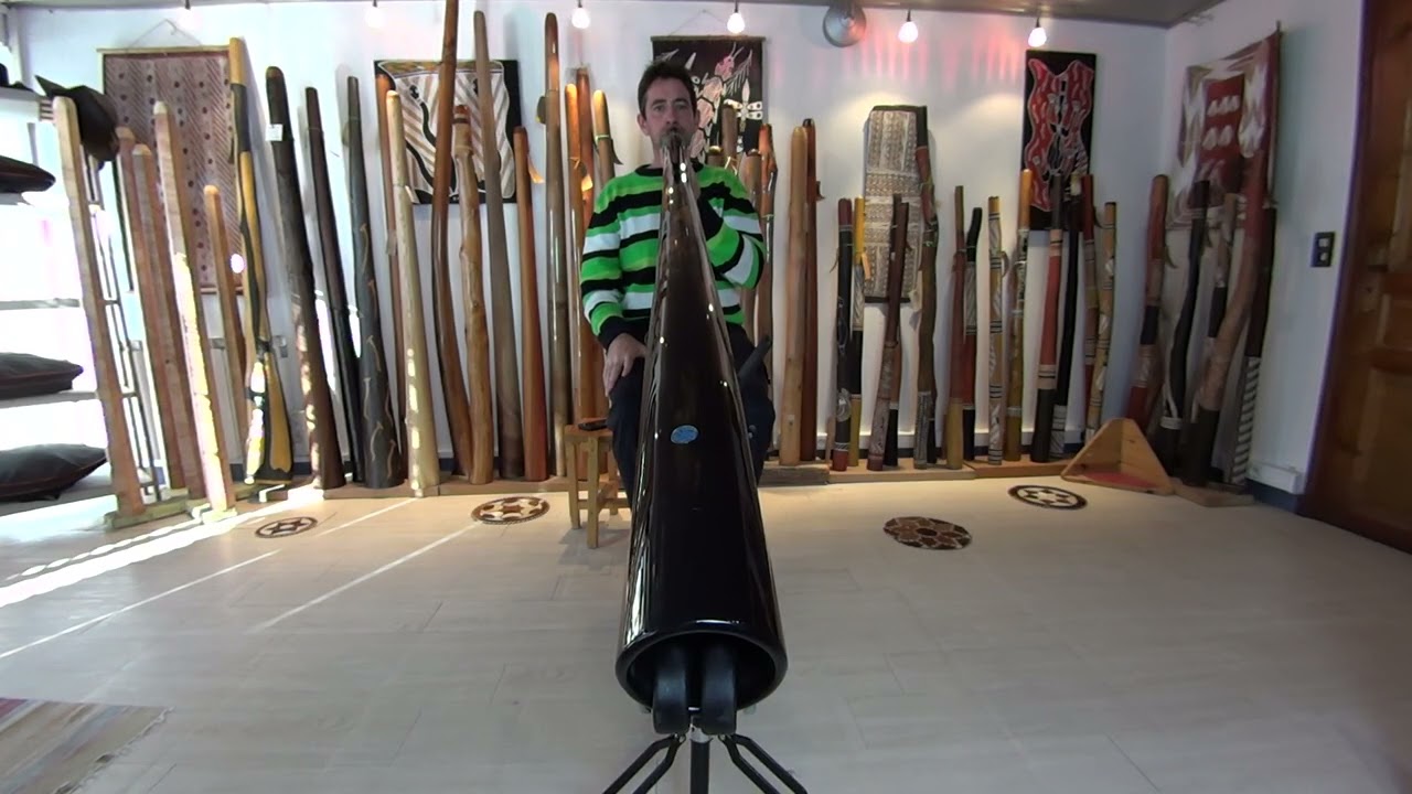 Duende ébène du Gabon