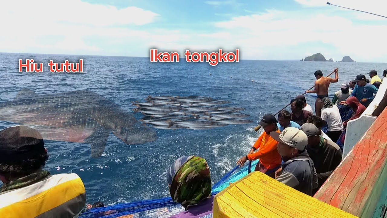 Menegangkan ll menangkap ikan tongkol bersaing denagn hiu tutul ll Nelayan puger