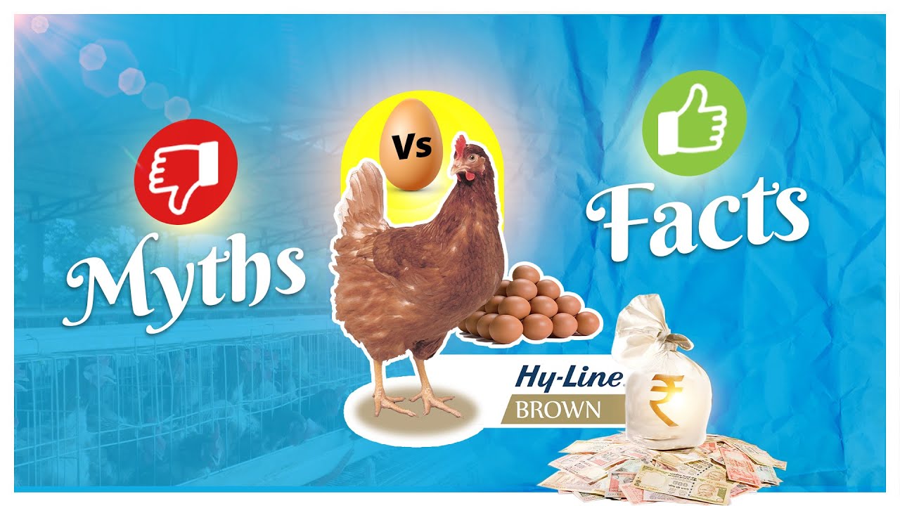 Myths vs Facts about Srinivasa Hy-Line Brown || Farmer Testimonial