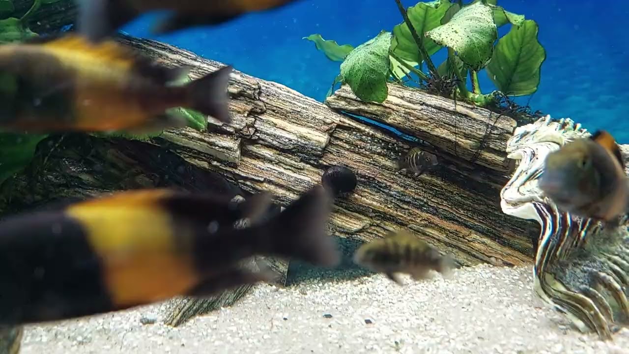 Młode  Tropheus  bemba