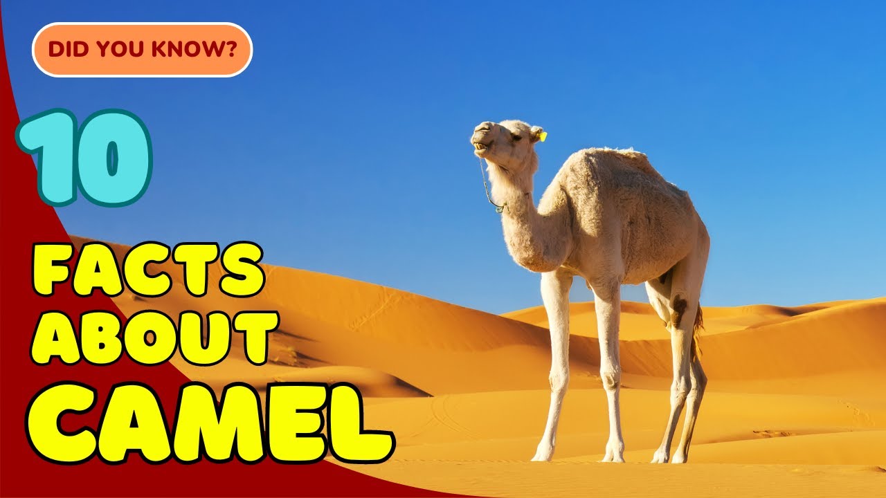 10 Fascinating Facts About Camels You Didn&rsquo;t Know! 🐫