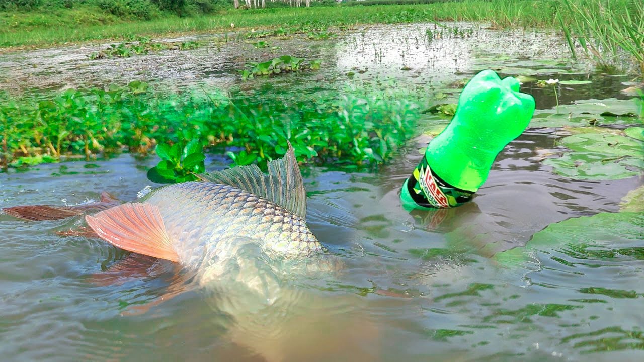 Amazing Fish Trap | Traditional Hook Fishing With Plastic Bottle | Fishing With Beautiful Natural