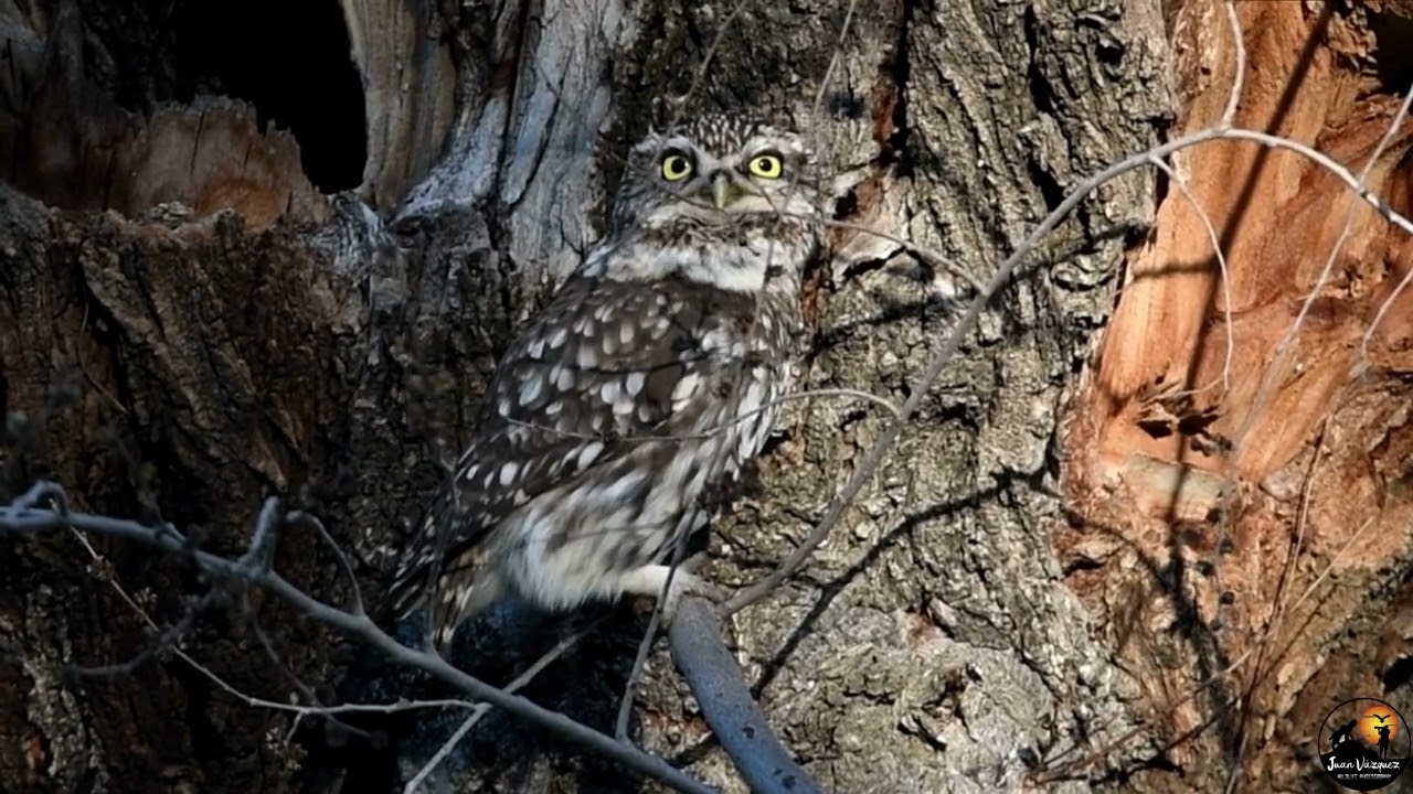 Reclamo sonido Mochuelo europeo (Athene noctua) - Little Owl