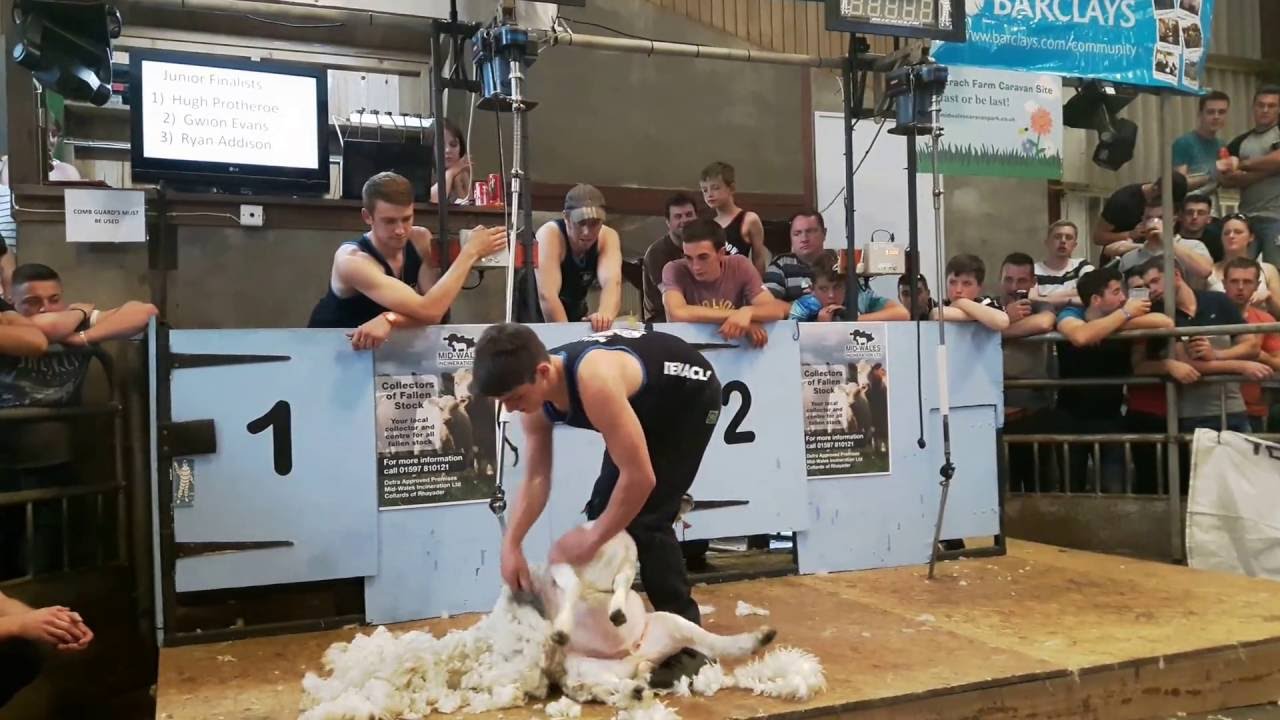 Hugh Prothero shearing in the Junior Final of The Welsh International Speed Shear in 2016