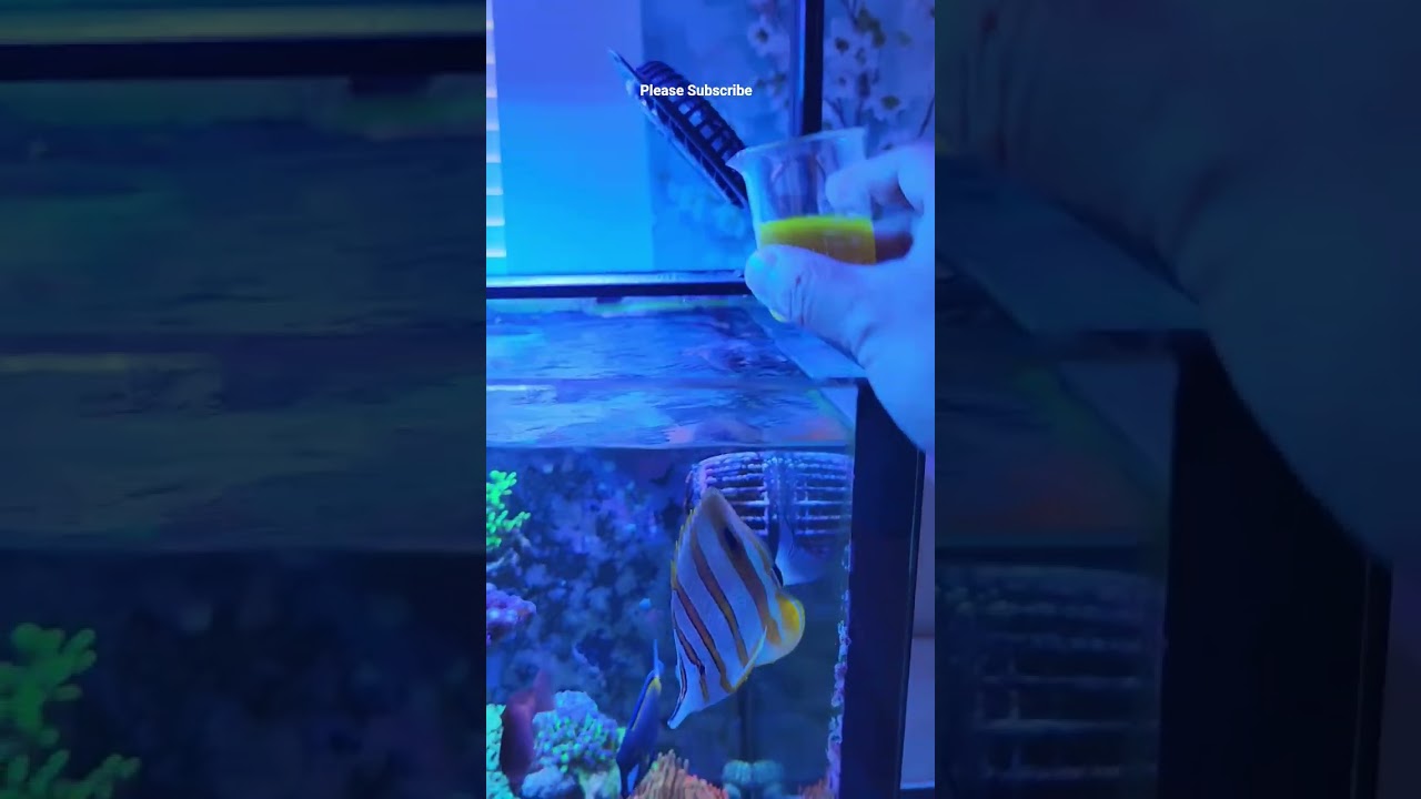 Feeding Corals 