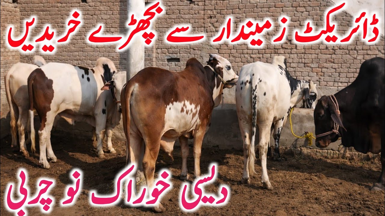 Pure Cholistani Nukre Ablk Bachre For Qurbani Near Bahawalpur Cow Mandi || Global Village Farming 