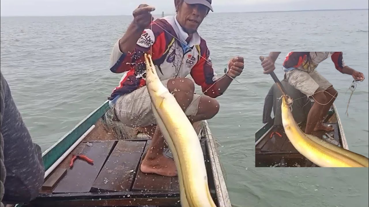 pulau kiak masih ada lagi sentakan ikan osenya( malong )