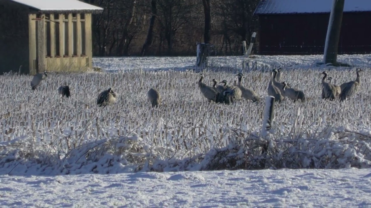 Schöner Morgen, Rehe Kraniche und die ersten Störche bei uns.