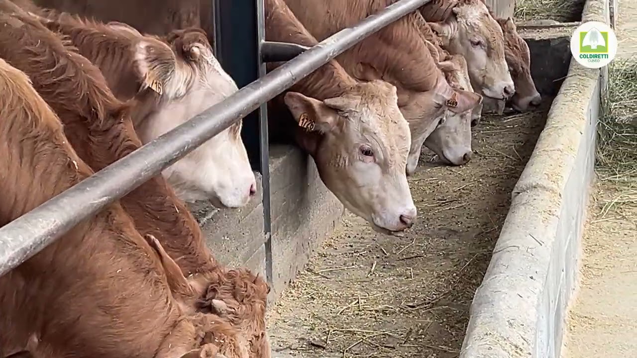 Gestione e benessere della Blonde d’Aquitaine nel Doglianese