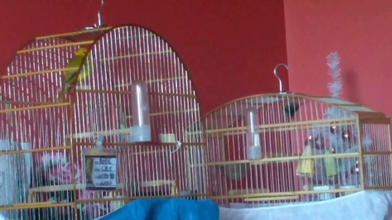 Baderna de can&aacute;rio da terra &eacute; coleiro