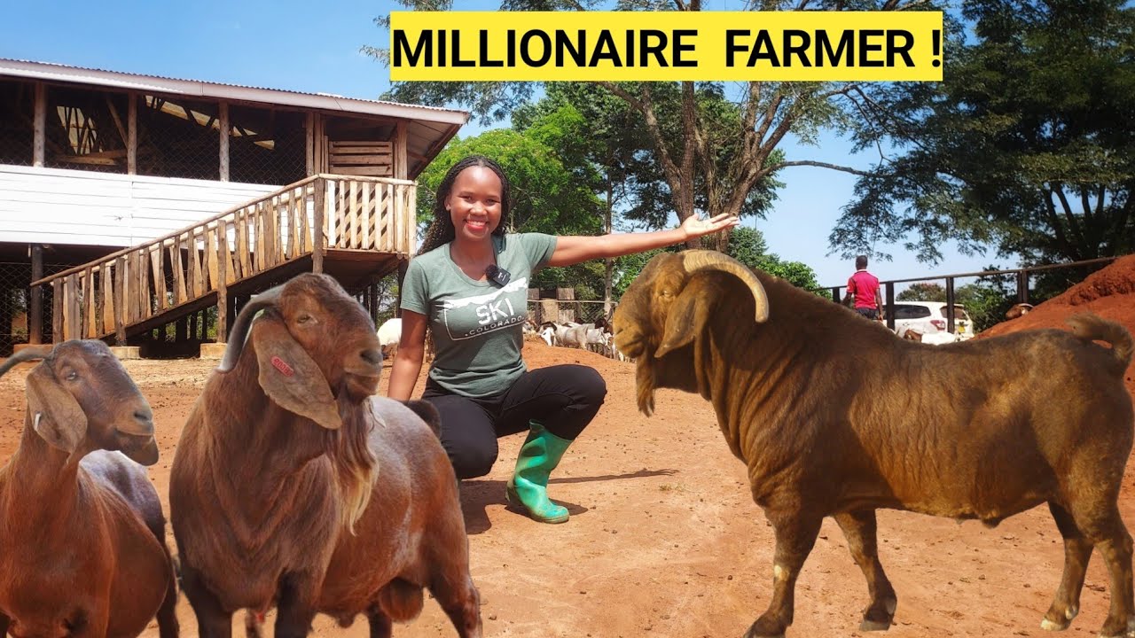 Building A Simple Goat House & Goat's Best Feeds! 2026!