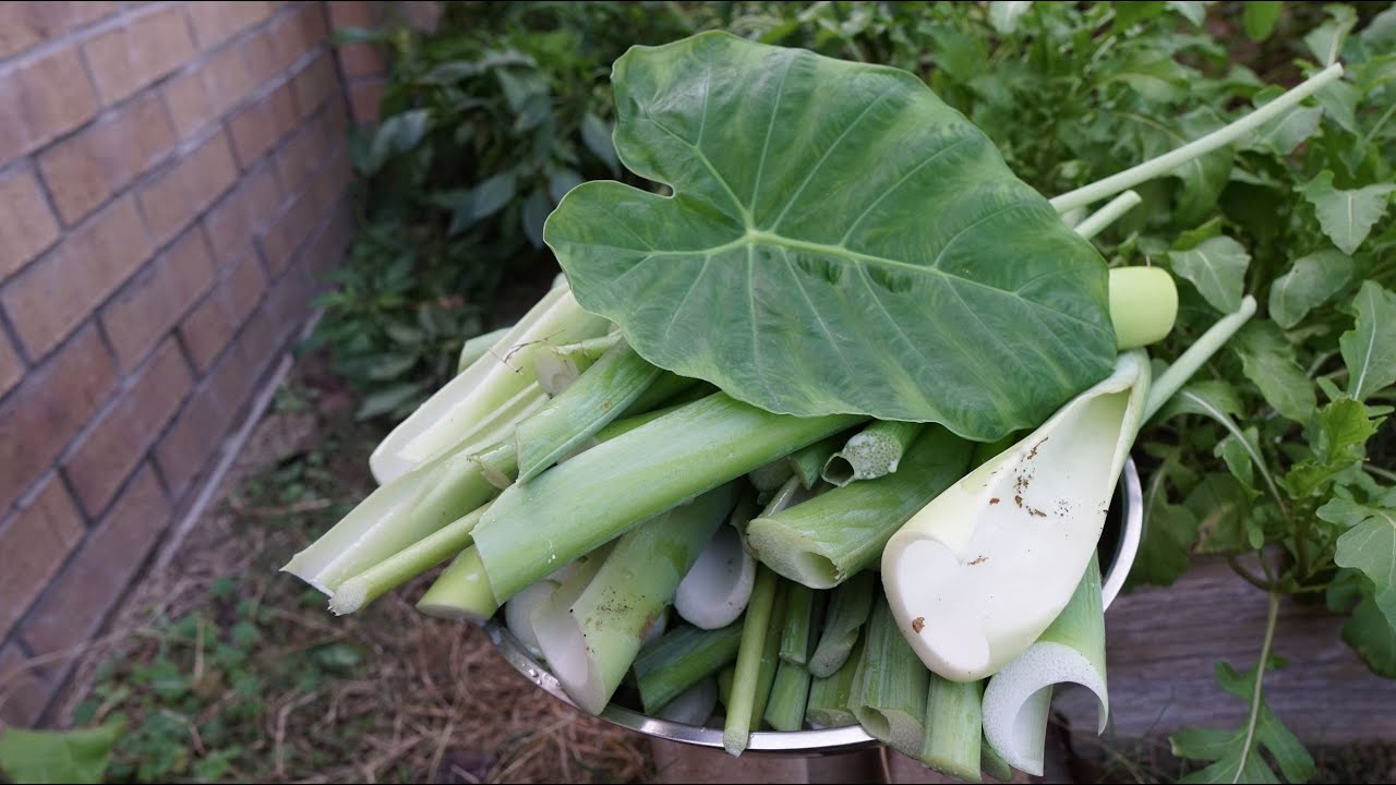 What's That Vegetable Ep. 006 - Vietnamese Elephant Ears (Bac Ha)