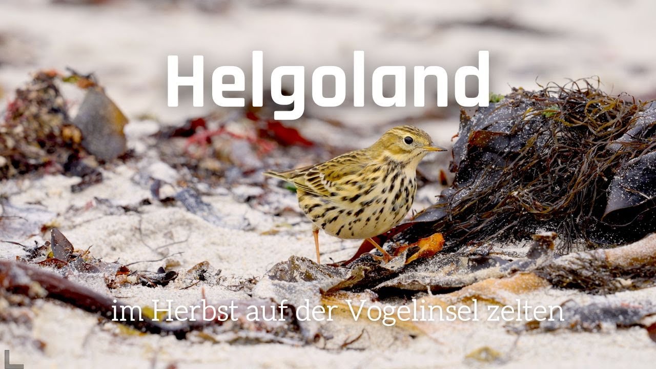 Birdwatching im Herbst - Zelten auf der Düne
