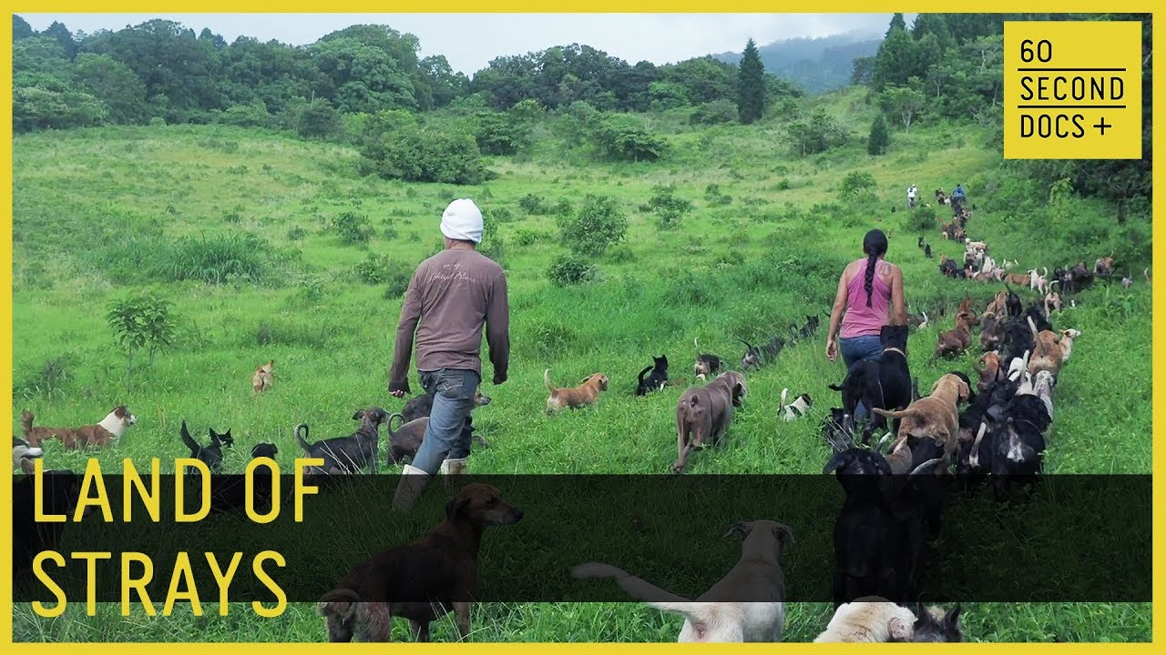 Land of Strays | Territorio de Zaguates // 60 Second Docs+