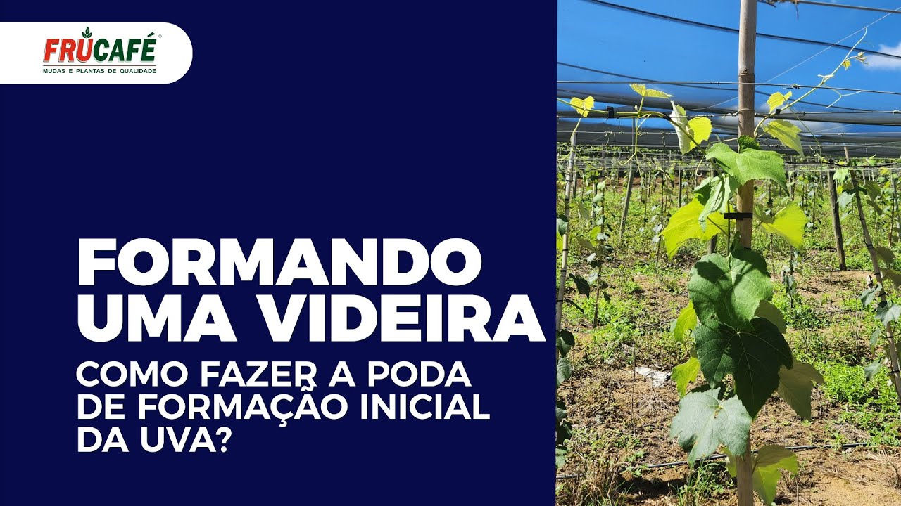 Como Fazer a Poda de Formação Inicial na Videira (Uva), com Devanir Ziviani?