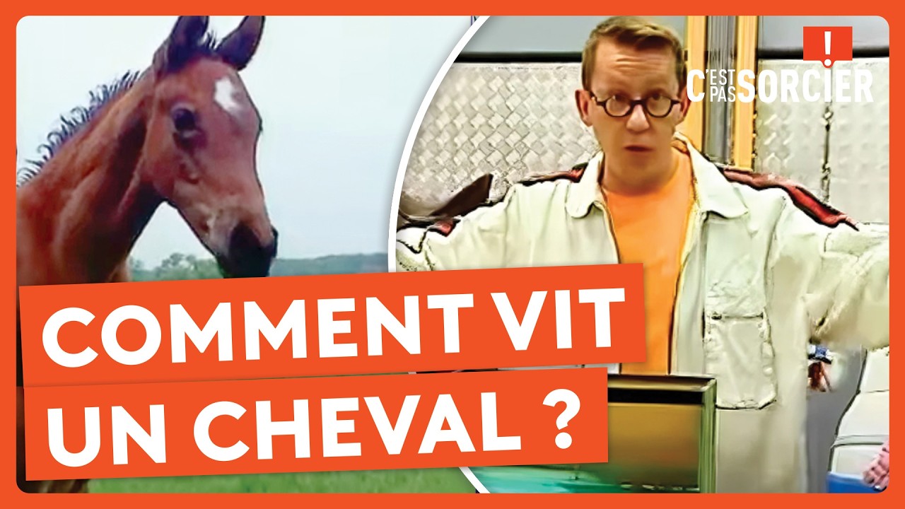 Comment vit un cheval ? - C'est pas sorcier