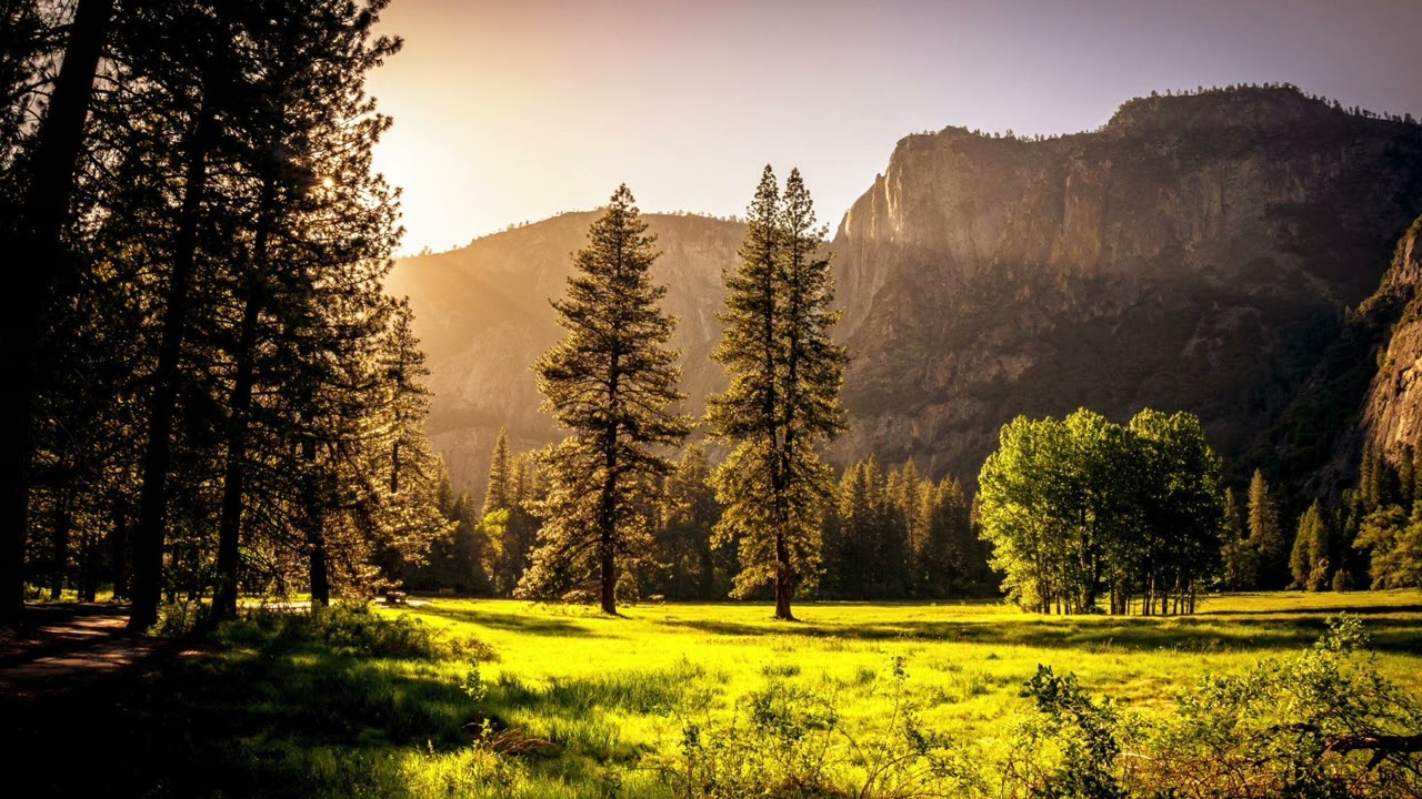 Summer Forest Sounds 10 HOURS | Woodland Bird Song | Relax Study Sleep | Nature Ambience