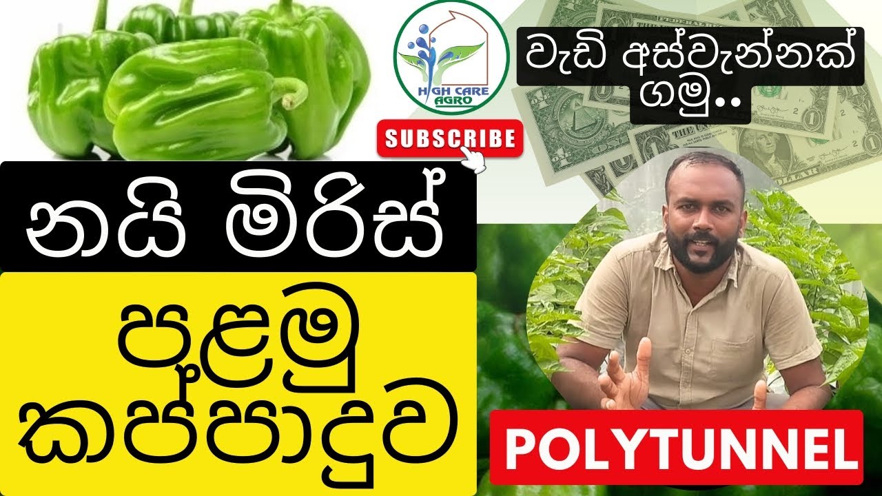 නයි මිරිස් පළමු කප්පාදුව | Pruning Of Scotch bonnet | Polytunnel | Greenhouse | නයි මිරිස් වගාව..