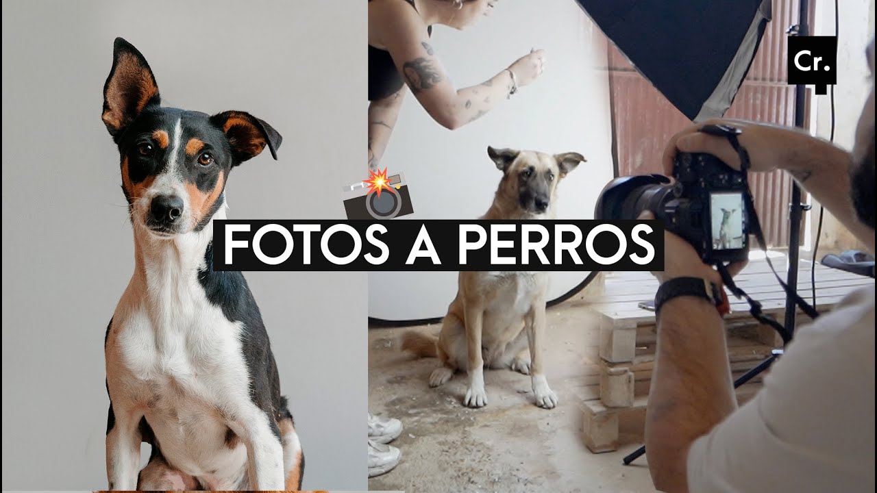 🐶📸 Hacemos Fotos a Perros de un Refugio