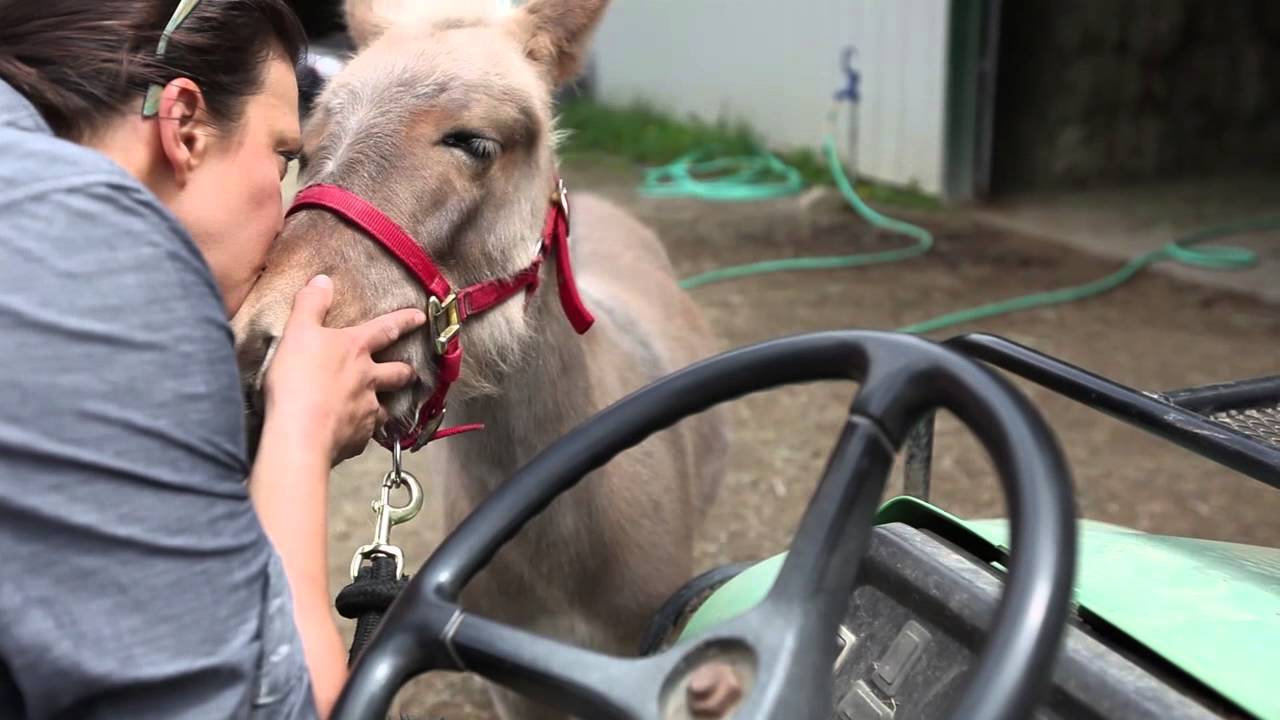 Baby Mini Mule and Golden Retriever Playing