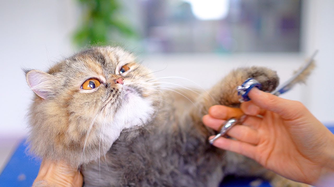 Очень мирный кот!😻🛁✂️❤️