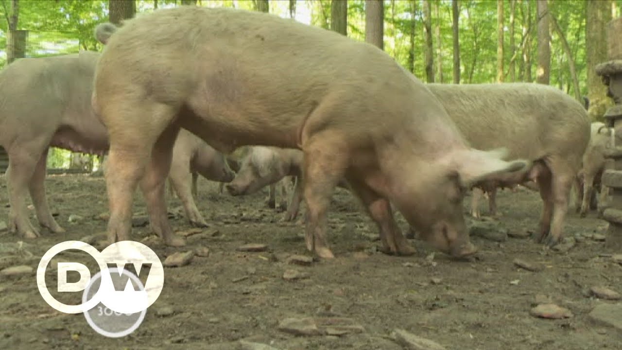 Serbien: Hausschweine im Wald | DW Deutsch