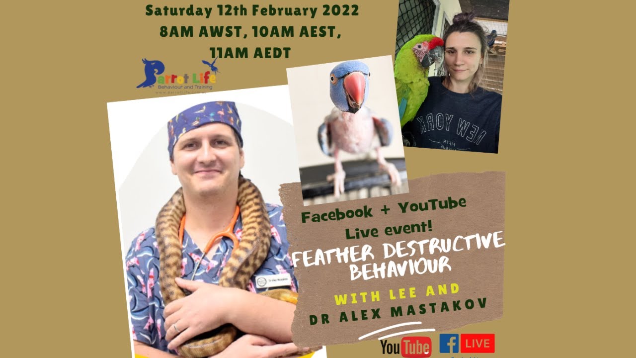 FEATHER DESTRUCTIVE BEHAVIOUR with Dr Alex Mastakov