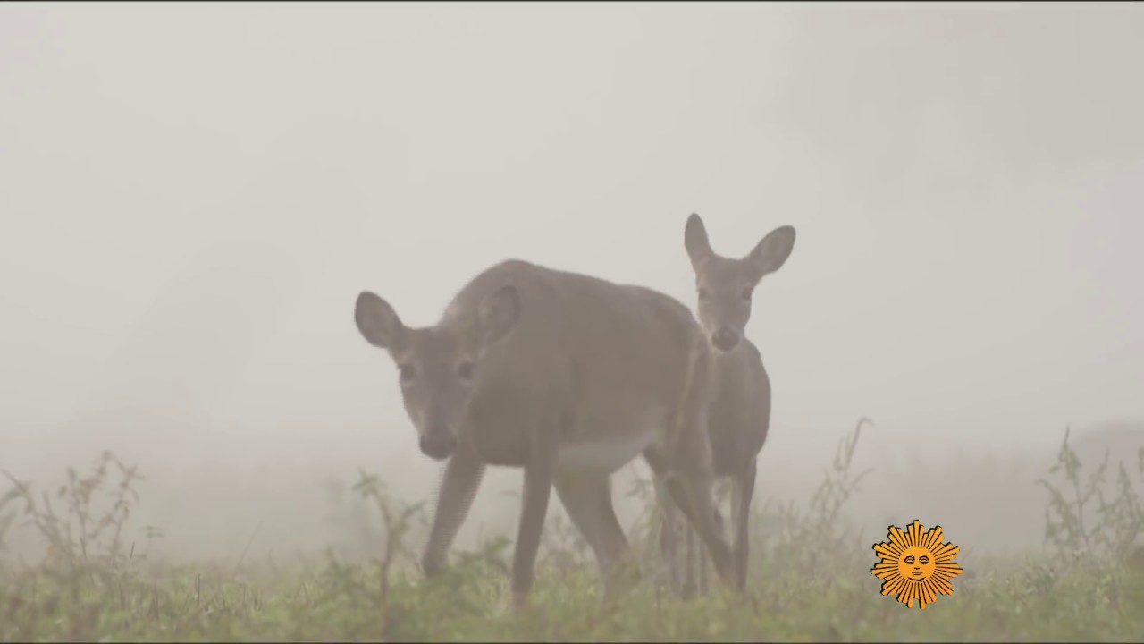 Nature: Bucks