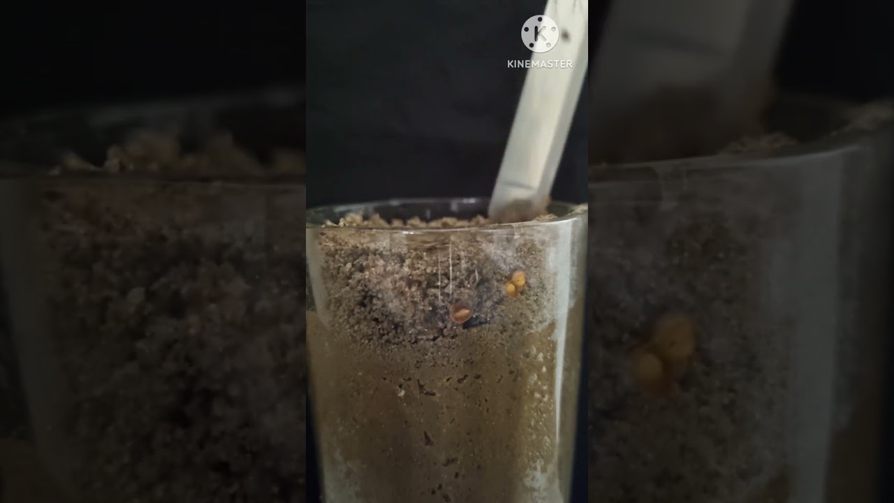 tomato 🍅 🍅 plants growing time-lapse...