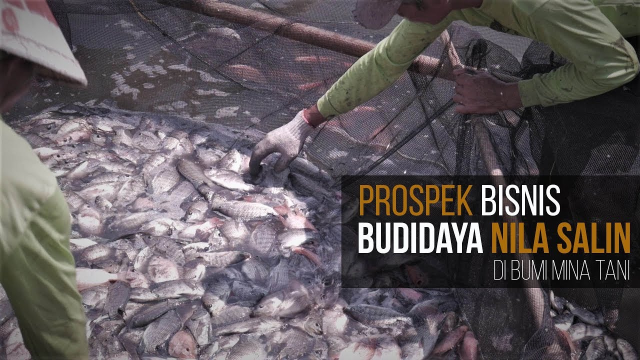 [PELUANG USAHA] PROSPEK BISNIS NILA SALIN DI KABUPATEN PATI