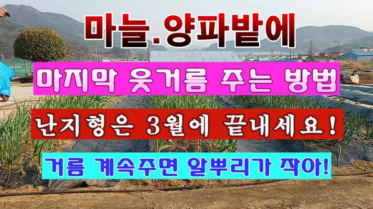 [텃밭농부 2,188]  마늘. 양파밭에 마지막 웃거름을 3월에 마쳐야 하는 이유! #마늘재배 #양파재배