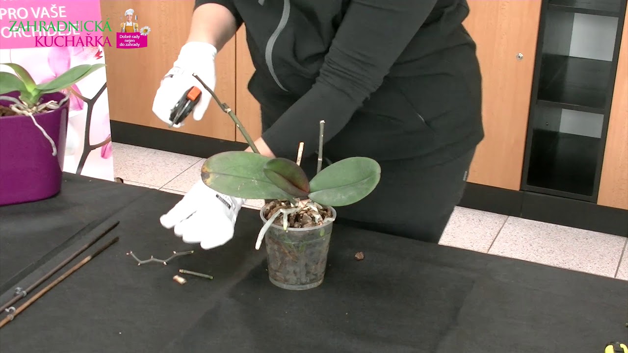 Přesazov&aacute;n&iacute; orchidej&iacute;