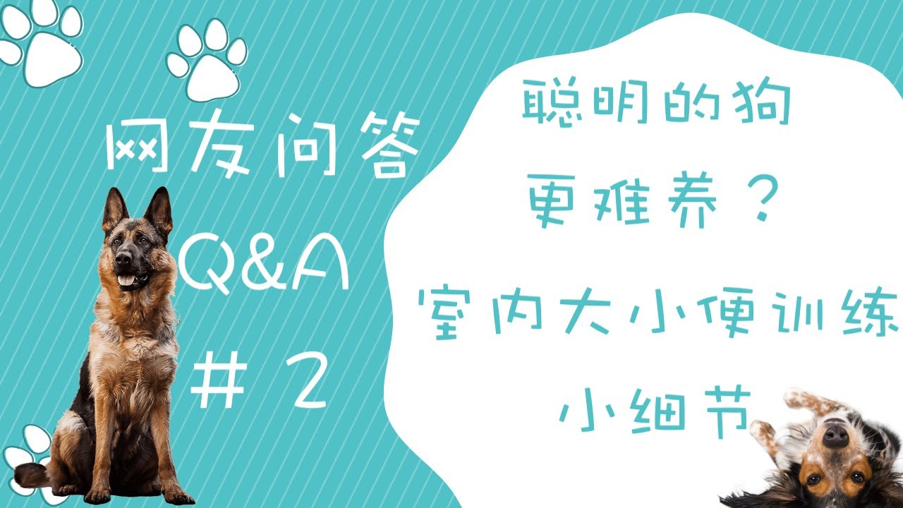 为什么聪明的狗狗难养？室内大小便训练小细节，网友问答#2（第二期）