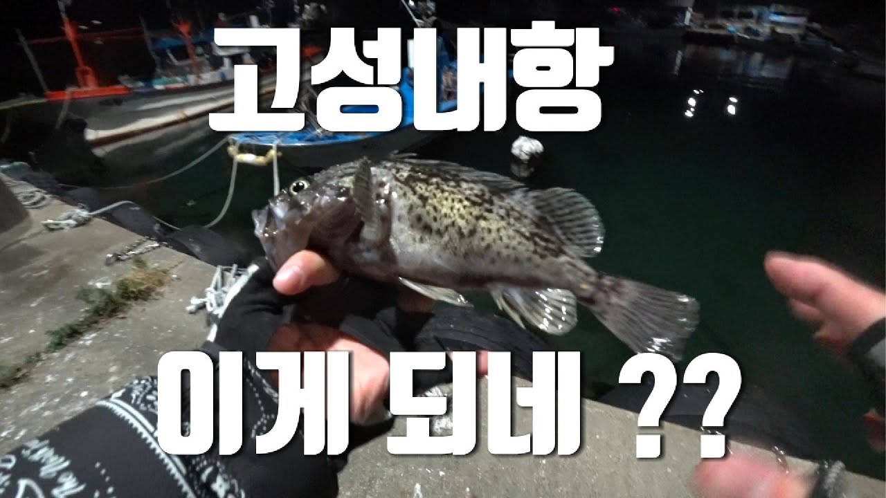 강원도 고성에서 내항낚시 해보았습니다. #우럭