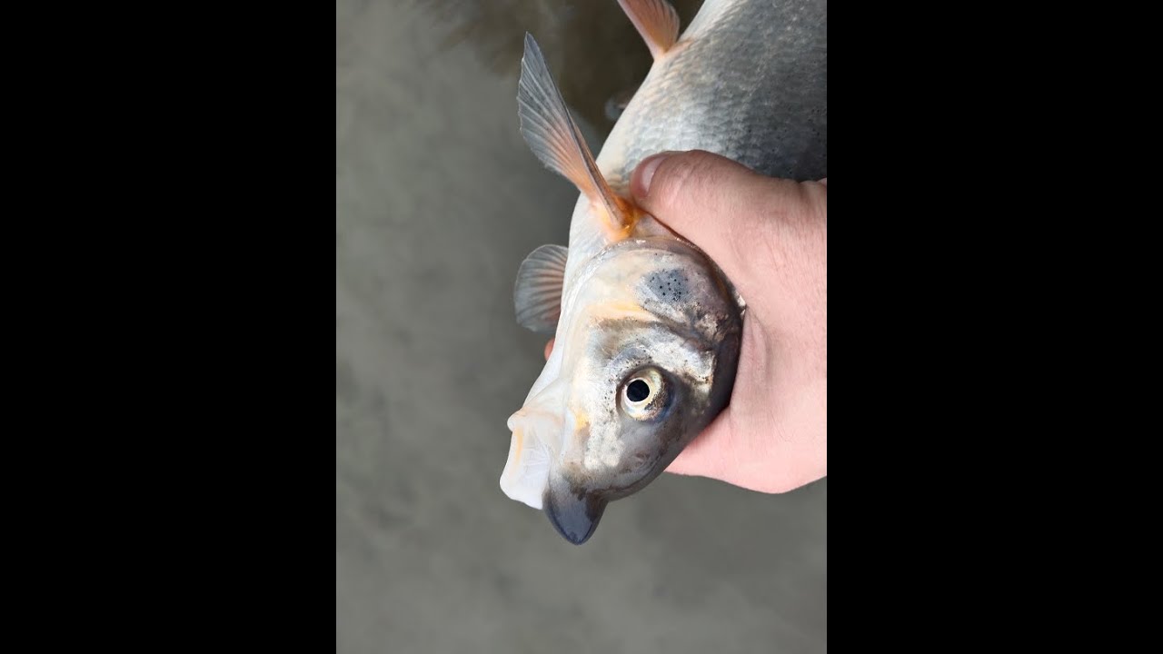 Drop Shot Fishing in Tough Conditions | Chub & a Surprise Catch