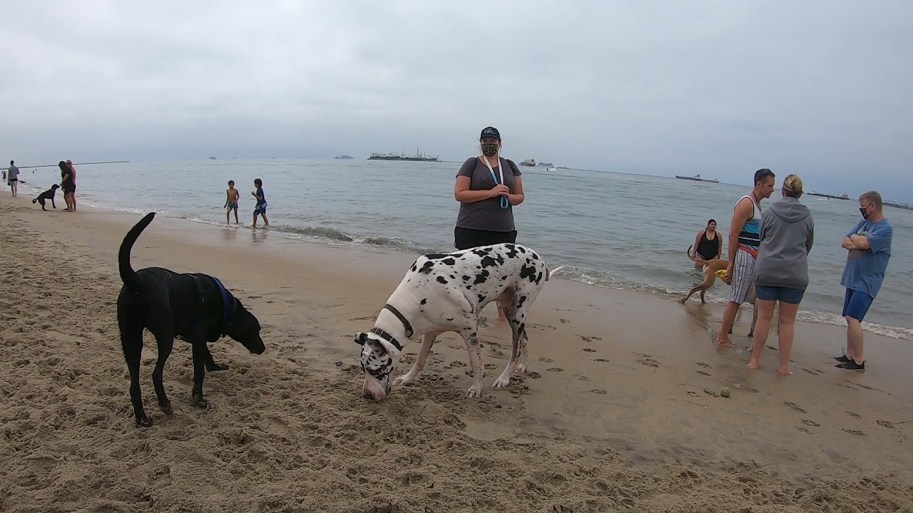 Cash 2.0 Great Dane having more fun at Rosie's Dog Beach 6