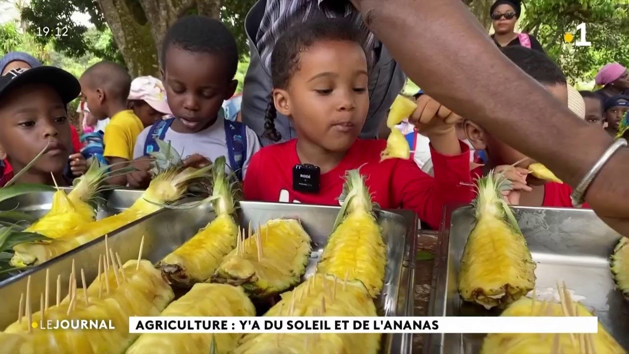 Agriculture : y'a du soleil et de l'ananas