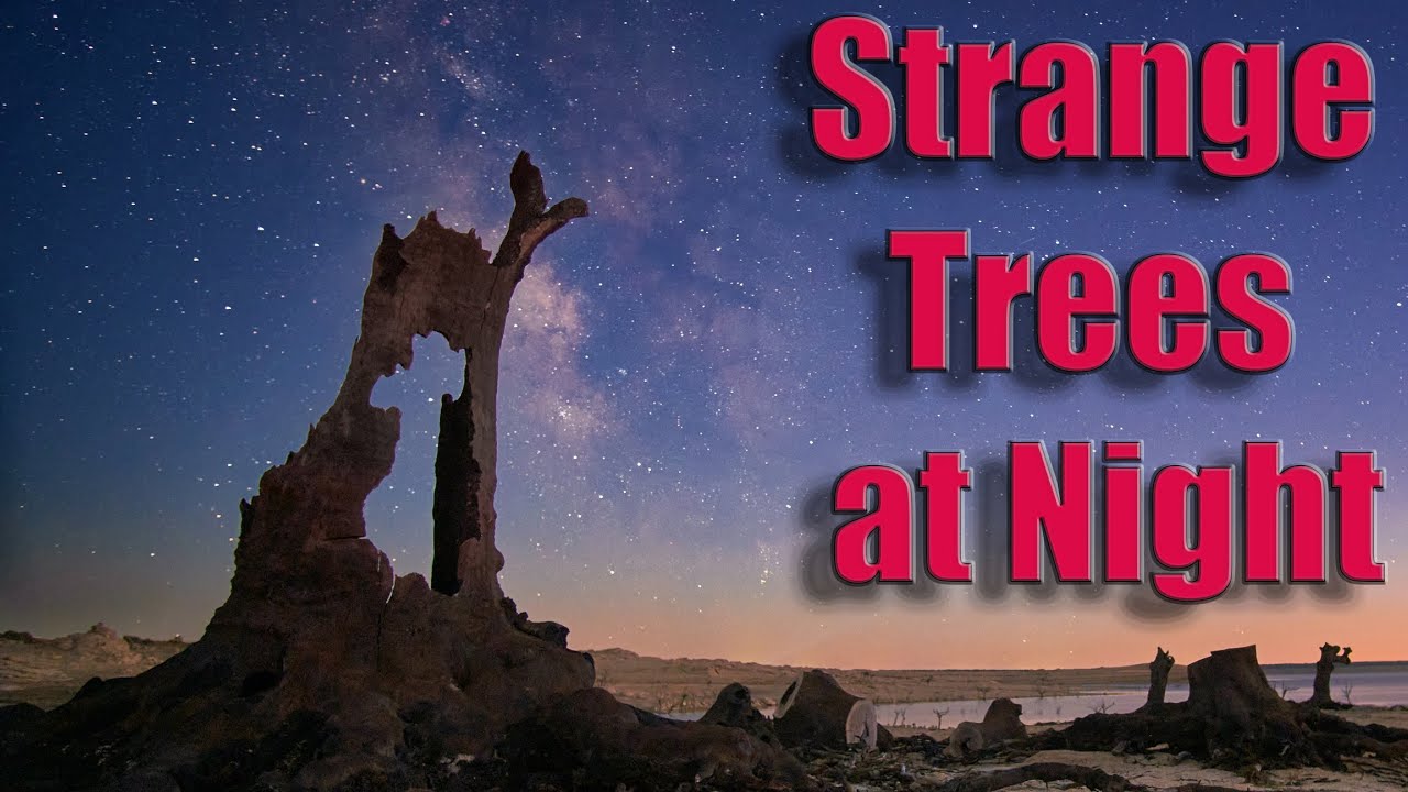 Strange Trees🌳 at Night🌌, astrofotografía de la vía láctea🌠 + arboles extraños. Foto video