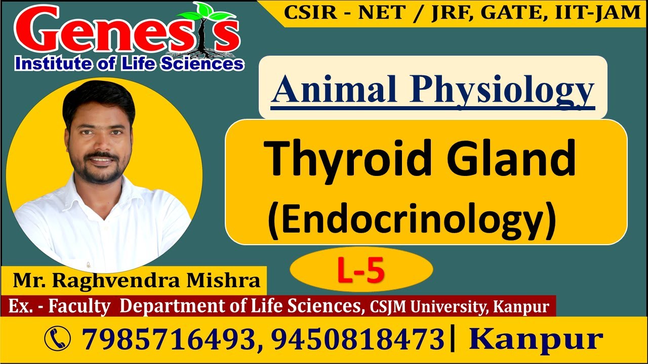 #Thyroid Gland |thyroxine& triiodothyronine | Animal Physiology |𝐆𝐞𝐧𝐞𝐬𝐢𝐬 𝐈𝐧𝐬𝐭𝐢𝐭𝐮𝐭𝐞 𝐨𝐟 𝐋𝐢𝐟𝐞 𝐒𝐜𝐢𝐞𝐧𝐜𝐞𝐬.