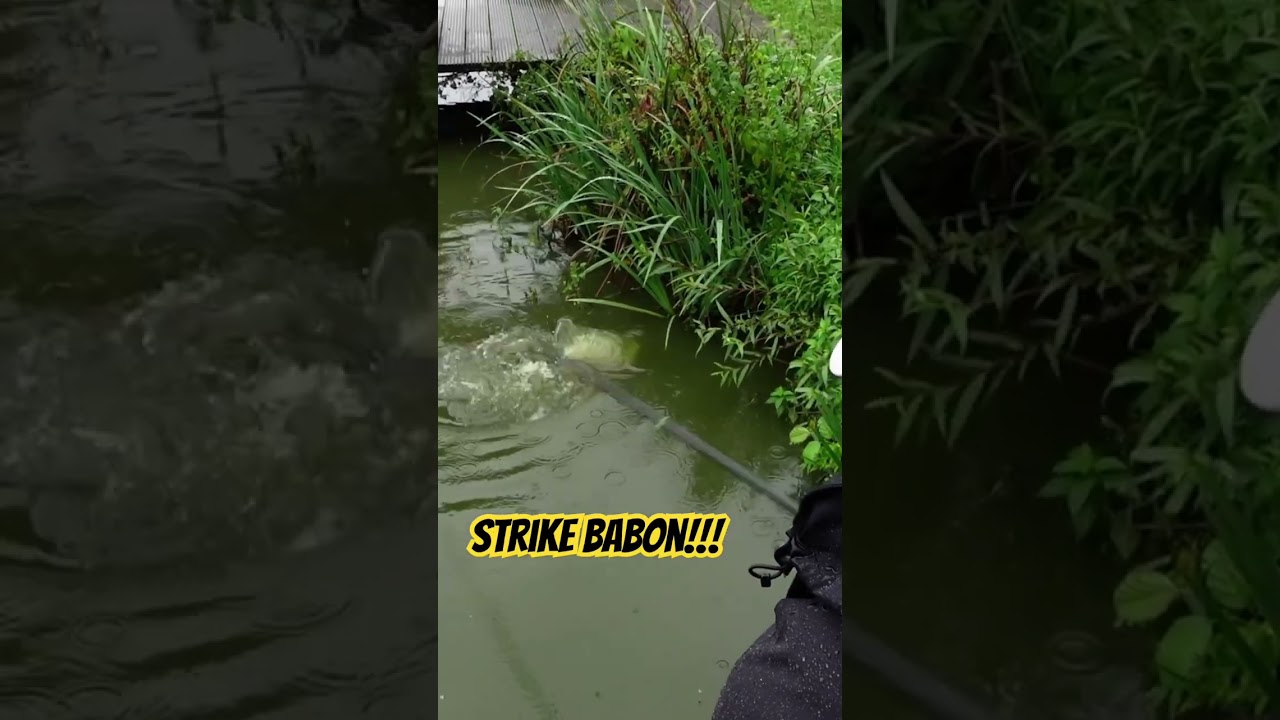 Ikan babon pada keluar waktu musim hujan 
