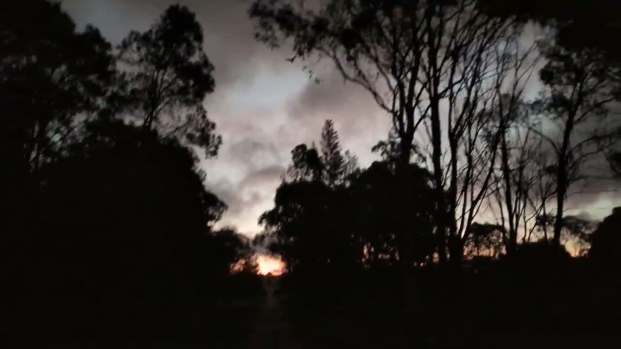 Flying foxes in the evening in Toowoomba