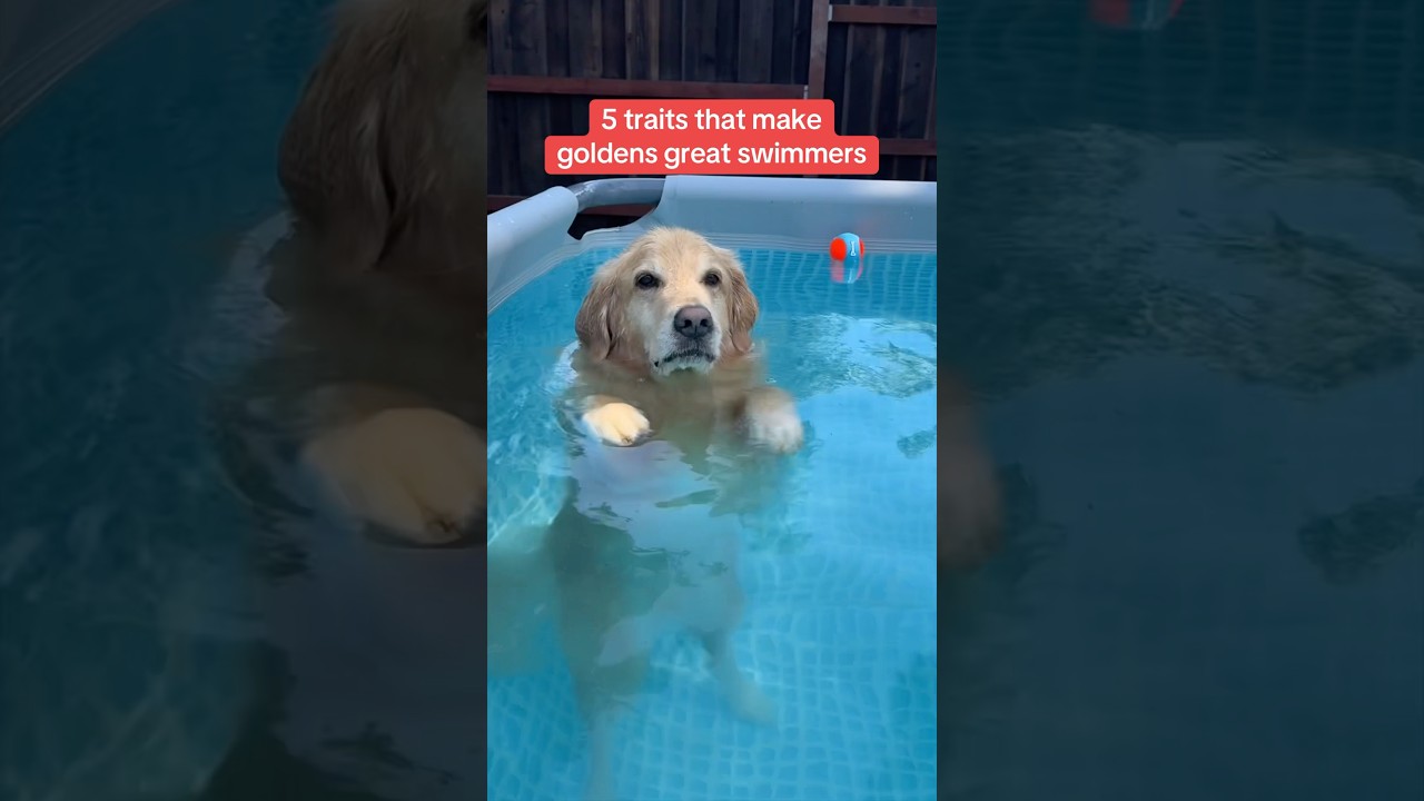 oat was born ready for pool time #goldenretriever #dogfacts