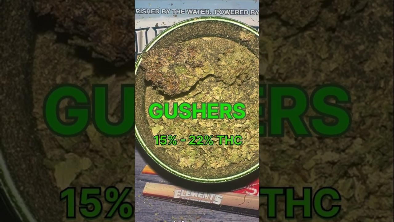 Gushers cannabis strain. #cannabiseducation #strainreviews #420 #subscribe