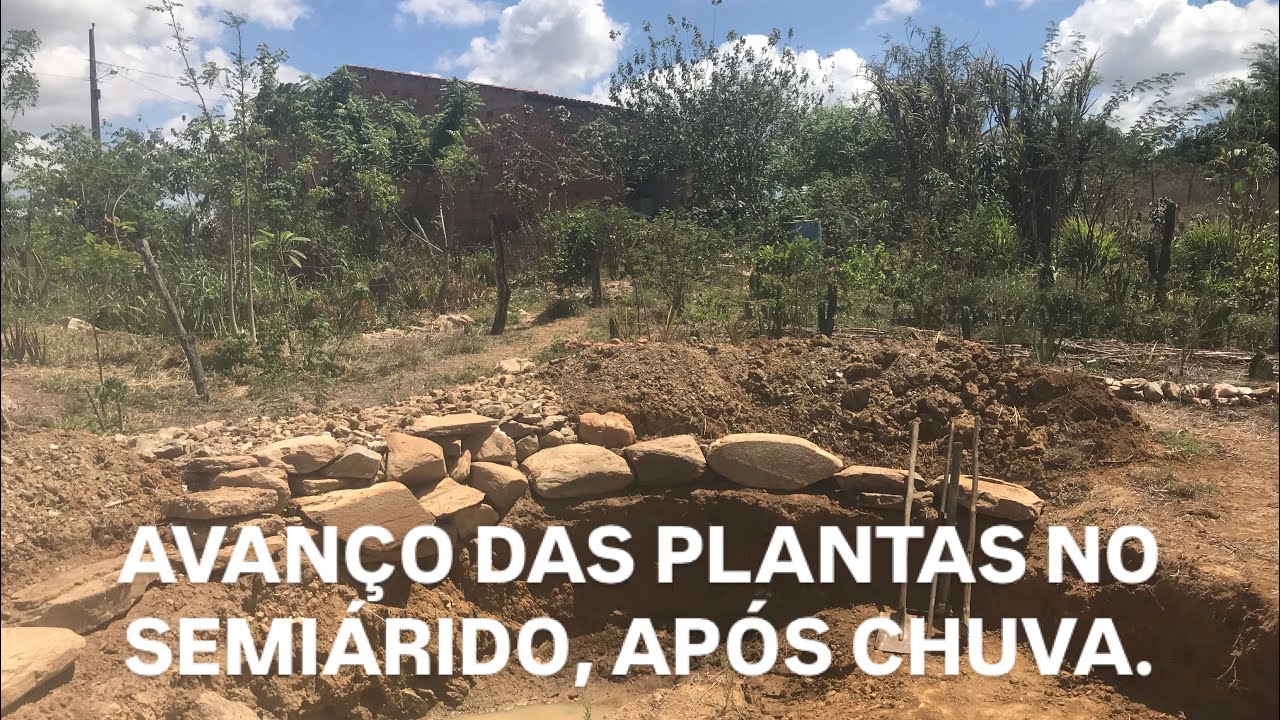 Avanço das culturas agrícolas em sistema agroflorestal no semiárido após chuva forte.
