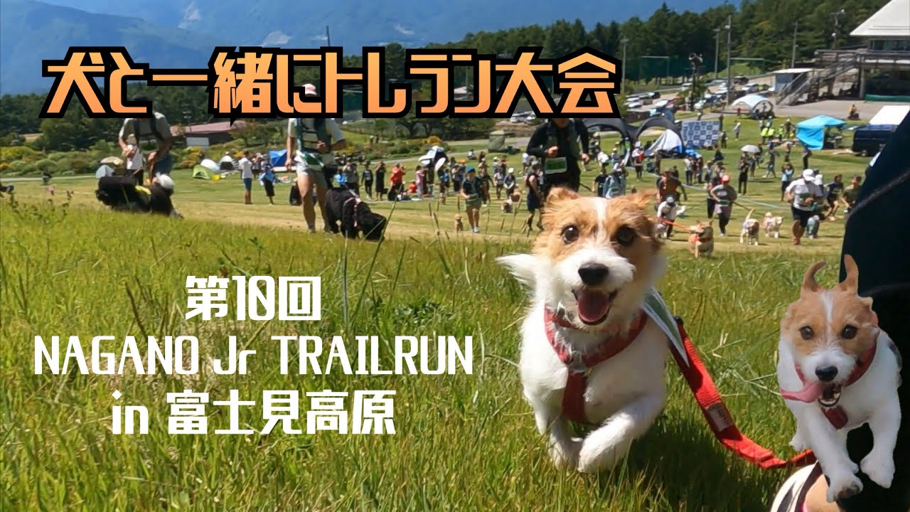 犬と一緒にトレラン大会　第10回NAGANO Jr TRAIL RUN in 富士見高原 / Trail running race with dog in Japan ジャックラッセル canix
