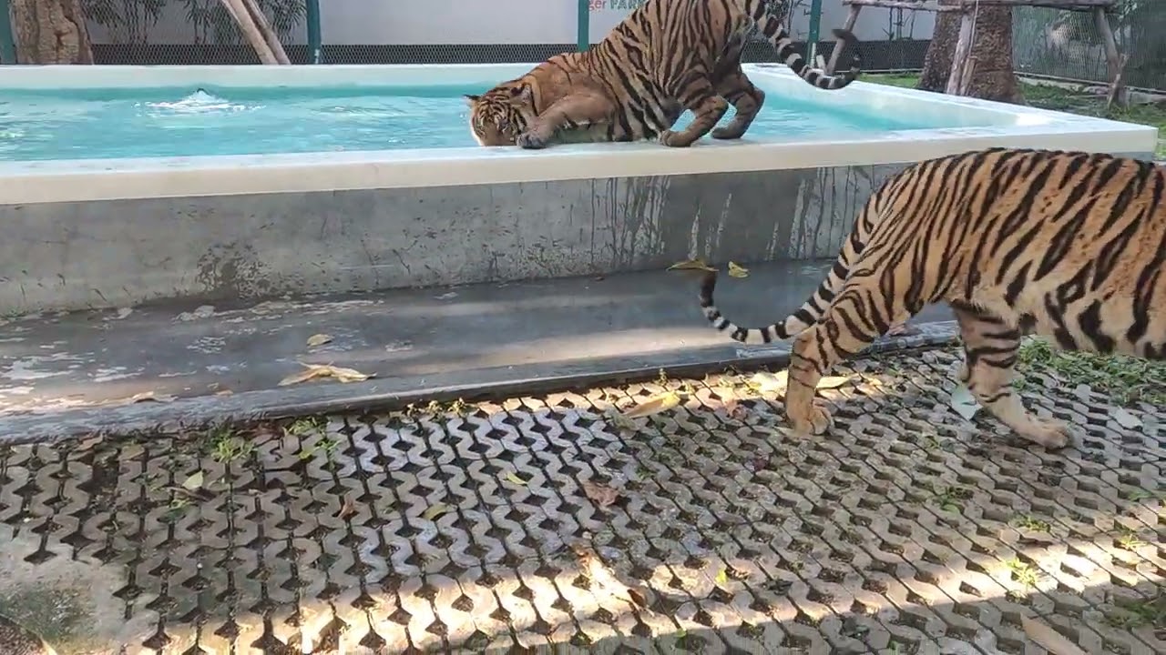 Tiger park in pattaya tiger playing
