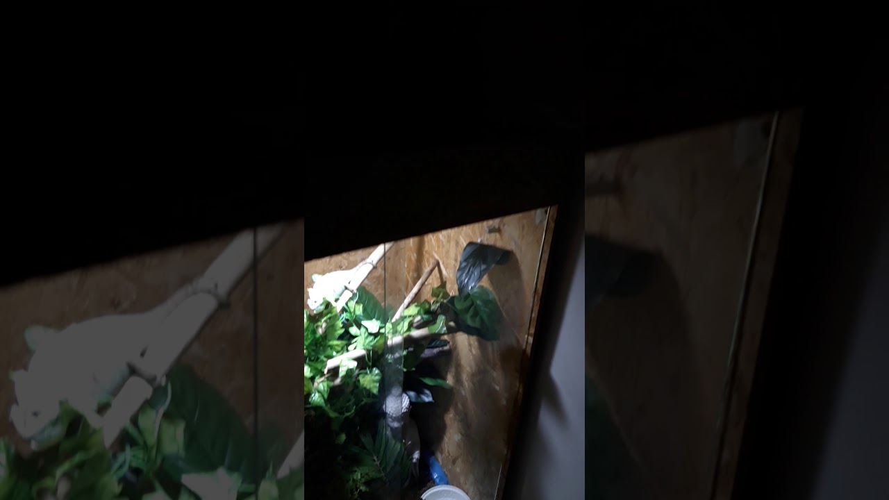 chameleon water dripper DIY